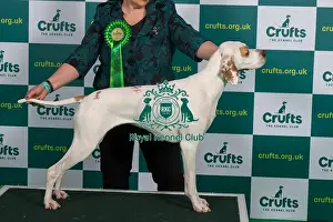 Crufts 2023 Prints: Best of Breed Pointer Crufts 2023