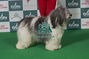 Polish Lowland Sheepdog Prints: Best of Breed Polish Lowland Sheepdog 2025