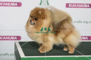 Best of Breed POMERANIAN