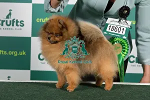 Best of Breed POMERANIAN Crufts 2023