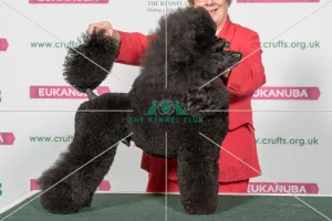 Best of Breed POODLE (MINIATURE)