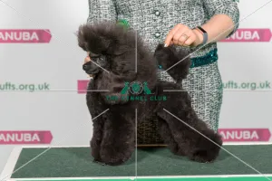 Best of Breed POODLE (TOY)