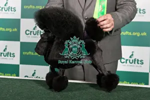 Best of Breed POODLE (TOY) Crufts 2023