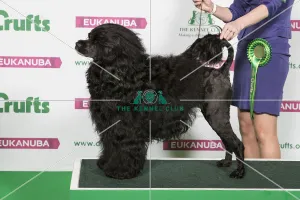 Best of Breed Portuguese Water Dog