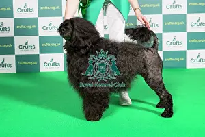 Best of Breed Portuguese Water Dog Crufts 2022