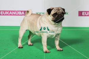 Best of Breed PUG