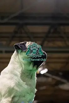 Best of Breed Pug Crufts 2023