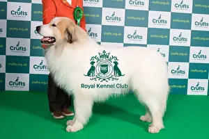 Best of Breed PYRENEAN MOUNTAIN DOG Crufts 2022