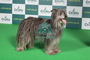 Best of Breed PYRENEAN SHEEPDOG Crufts 2022