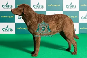 Best of Breed RETRIEVER (CHESAPEAKE BAY) Crufts 2022