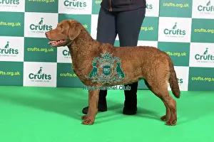 Best of Breed RETRIEVER (CHESAPEAKE BAY) Crufts 2023