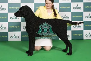 Best of Breed RETRIEVER (CURLY COATED) Crufts 2022