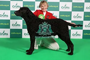 Best of Breed RETRIEVER (CURLY COATED) Crufts 2023