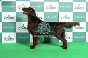 Standing Prints: Best of Breed RETRIEVER (FLAT COATED) Crufts 2022