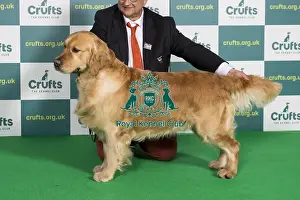 Best of Breed RETRIEVER (GOLDEN) Crufts 2022