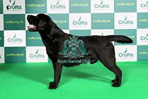 Best of Breed RETRIEVER (LABRADOR) Crufts 2022