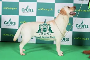 Official photos from Crufts 2023: Best of Breed RETRIEVER (LABRADOR) Crufts 2023