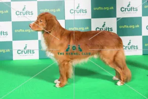 Best of Breed RETRIEVER (NOVA SCOTIA DUCK TOLLING) Crufts 2022 Best of Breed RETRIEVER (NOVA SCOTIA DUCK TOLLING) Crufts 2022
