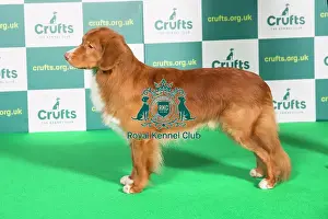 Standing Prints: Best of Breed RETRIEVER (NOVA SCOTIA DUCK TOLLING) Crufts 2022