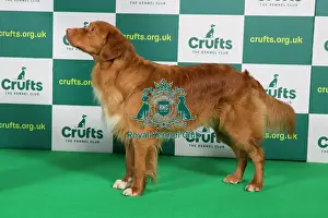 Best of Breed RETRIEVER (NOVA SCOTIA DUCK TOLLING) Crufts 2023