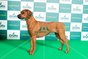 Best of Breed RHODESIAN RIDGEBACK Crufts 2022 Best of Breed RHODESIAN RIDGEBACK Crufts 2022