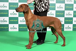 Best of Breed RHODESIAN RIDGEBACK Crufts 2023