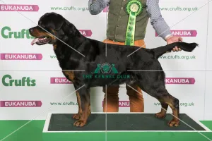 Best of Breed ROTTWEILER
