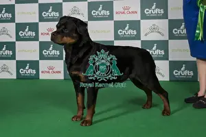 Rottweiler Prints: Best of Breed Rottweiler 2025