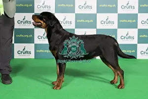 Crufts 2022 Prints: Best of Breed Rottweiler Crufts 2022