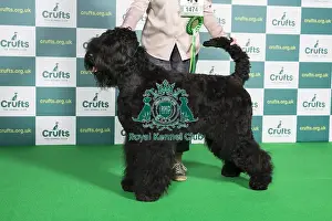 Best of Breed Russian Black Terrier Crufts 2022