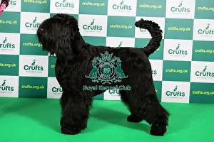 Best of Breed RUSSIAN BLACK TERRIER (NONCC) Crufts 2023