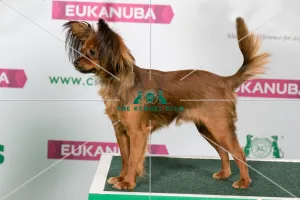 Best of Breed RUSSIAN TOY