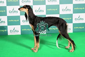 Standing Prints: Best of Breed Saluki Crufts 2022