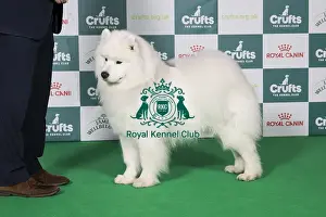 Samoyed Prints: Best of Breed Samoyed 2025
