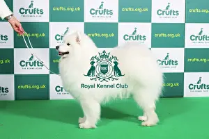Samoyed Prints: Best of Breed SAMOYED Crufts 2023