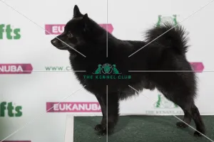 Best of Breed SCHIPPERKE