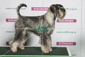 Best of Breed SCHNAUZER