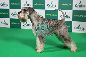Crufts Bouvier Westminster Dog Show Crufts 2024 Best Of Breed