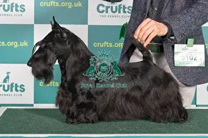 Best of Breed SCOTTISH TERRIER Crufts 2022