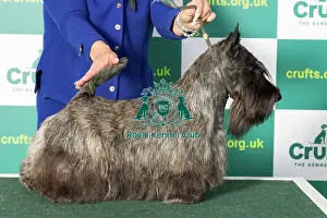 Best of Breed Scottish Terrier Crufts 2023
