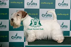 Best of Breed SEALYHAM TERRIER Crufts 2022
