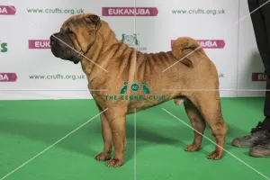 Best of Breed SHAR PEI