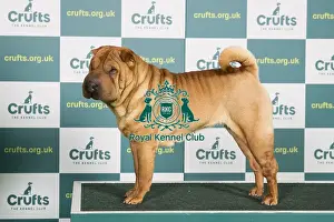 Crufts 2022 Prints: Best of Breed SHAR PEI Crufts 2022