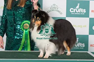Best of Breed Shetland Sheepdog 2025