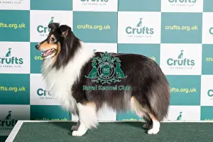 Best of Breed SHETLAND SHEEPDOG Crufts 2022