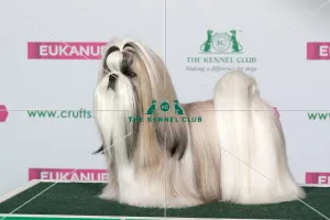 Best of Breed SHIH TZU