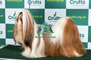 Best of Breed SHIH TZU Crufts 2023