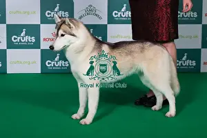 Best of Breed Siberian Husky 2025