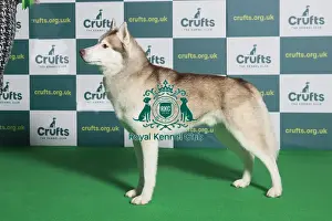 Best of Breed Siberian Husky Crufts 2022