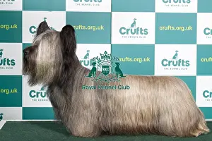 Best of Breed SKYE TERRIER Crufts 2022